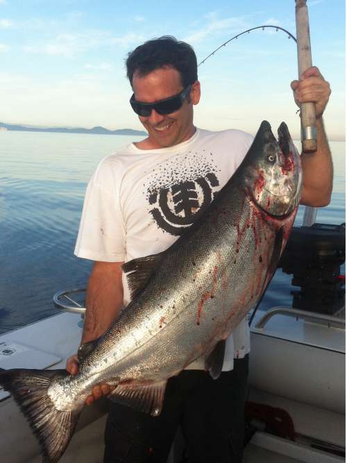 Chinook Salmon