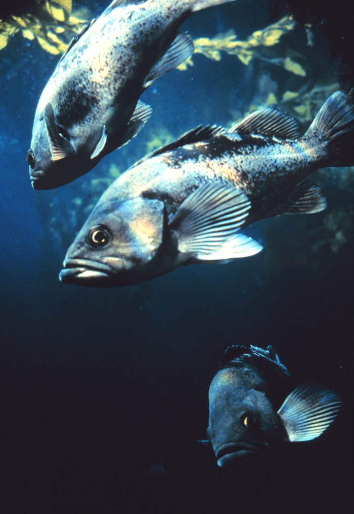 Rockfish